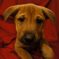Thumbnail photo of Abel-Adopted! #2