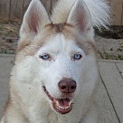 Husky Puppies - Siberian Husky Puppies and Rescue Near You