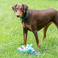 Doberman Rescue Of The Triad In Greensboro North Carolina