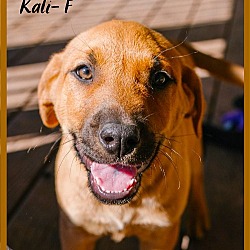 Thumbnail photo of Kali #3