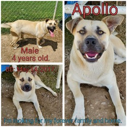 Thumbnail photo of Apollo #2