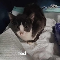 Thumbnail photo of Ted #2