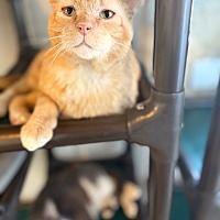 adopt a pet