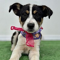 adopt a pet