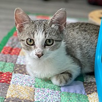 adopt a pet