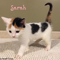 Thumbnail photo of Sarah - Adopted FTA Sept 2016 #3