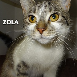 Thumbnail photo of Zola #1