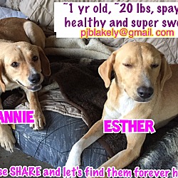 Thumbnail photo of Annie & Ester ADOPTED #4