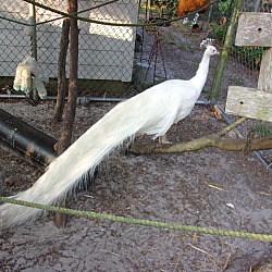 Thumbnail photo of White Peacock #1