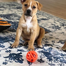 Photo of Ace - Puppy Sweetness