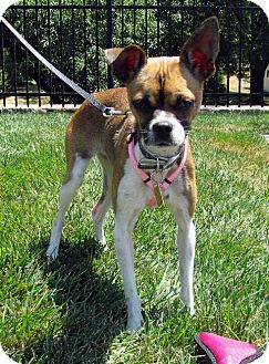 Overland Park Ks Boston Terrier Meet Dorothy A Pet For Adoption
