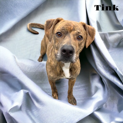 Photo of Tink