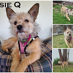 Photo of Susie Q (came with Shorty)~