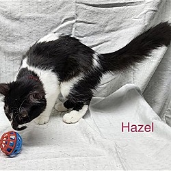 Thumbnail photo of Hazel #3