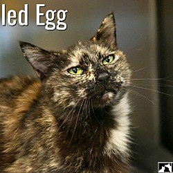 Thumbnail photo of Deviled Egg #4