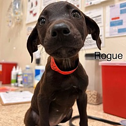 Thumbnail photo of Rogue #2