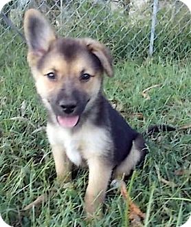 Allentown Nj Sheltie Shetland Sheepdog Meet Bingo A Pet For
