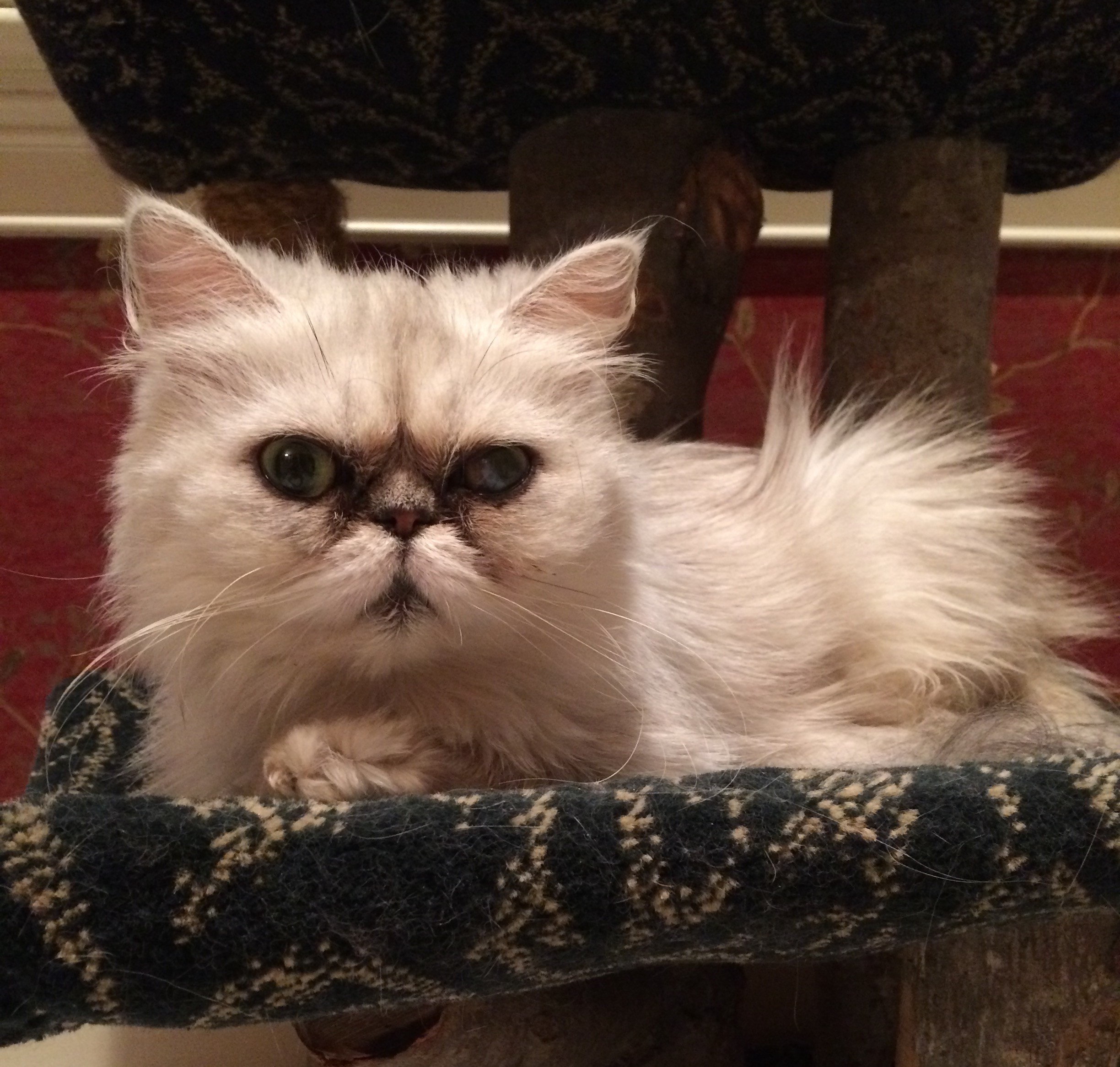 Why It Is Not The Best Time For Himalayan Kitten Nashville Tn