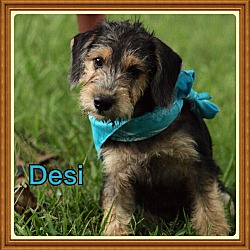 Photo of Desi