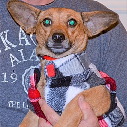 Thumbnail photo of Oakee! Adopted! #1