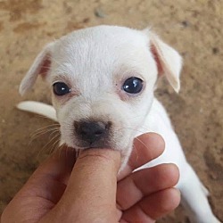 Thumbnail photo of White/Cream Male Chi Pup #1