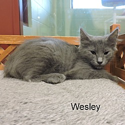 Thumbnail photo of Wesley #3