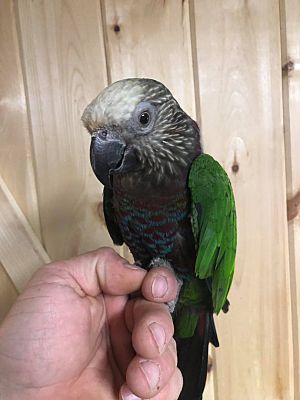 Woodbridge Nj Parrot Other Meet Bartleby A Pet For Adoption