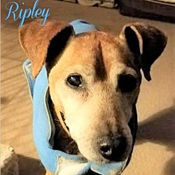 Internet Miniature Pinscher Service Inc Northern Ca