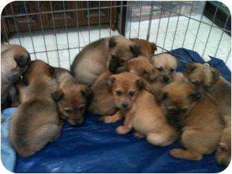 Wasilla Ak Australian Shepherd Meet Six Lab Aussie Puppies A Pet For Adoption