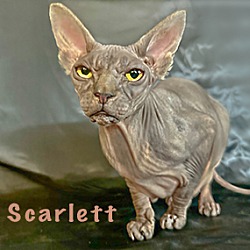 Thumbnail photo of Scarlett (Violet) PENDING #3