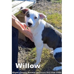 Photo of WILLOW
