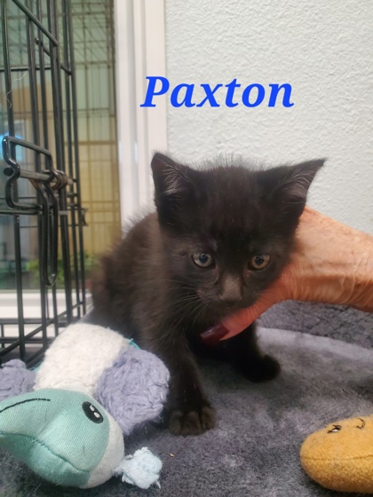 Photo of Paxton