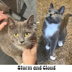 Thumbnail photo of Storm and Cloud #1