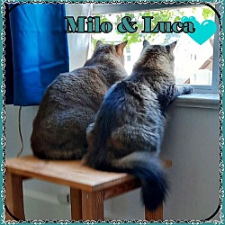 Thumbnail photo of LUKA & MILO BONDED BROS #3