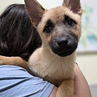 adopt a pet