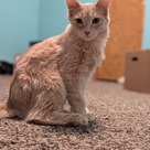 Adopt A Pet :: Spicy McCrispy - South Haven, MI