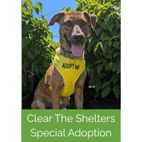 adopt a pet