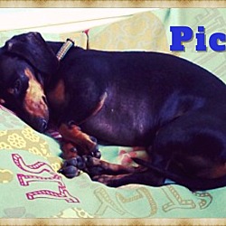 Thumbnail photo of Pico #3