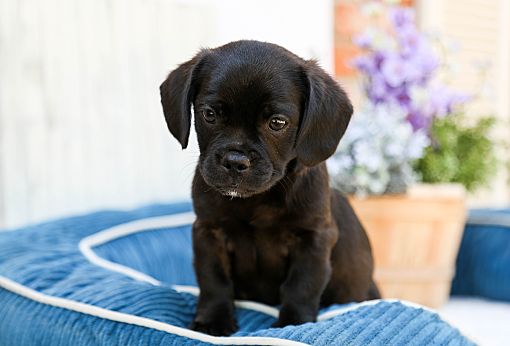 Puggles for adoption cheap