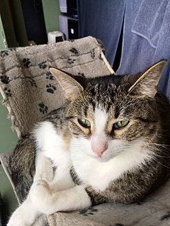 Adopt A Pet Petsmart Charities