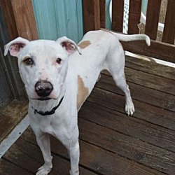 Puppies For Sale In Prairie Village Kansas Adoptapet Com