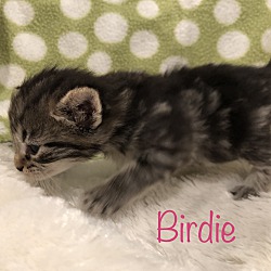 Thumbnail photo of Birdie #2