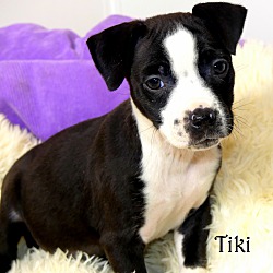 Thumbnail photo of Tiki~adopted! #4