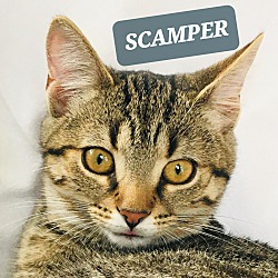 Thumbnail photo of SKAMPER #1