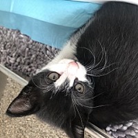 adopt a pet