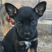adopt-pet