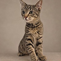 32102 - Domestic Shorthair available for adoption