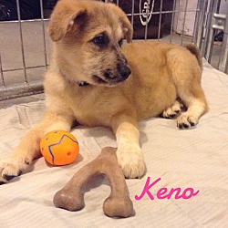 Thumbnail photo of Keno #2