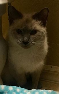 Adopt A Pet Petsmart Charities