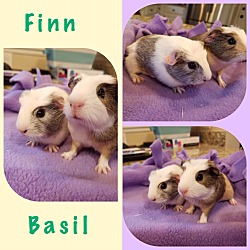 Photo of Finn & Basil